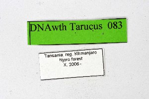  ( - DNAwthTarucus083)  @11 [ ] Copyright (2025) Wolfgang ten Hagen Unspecified