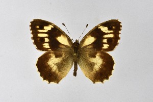  ( - DNAwthChazara040)  @11 [ ] copyright (2025) Wolfgang tenHagen Unspecified
