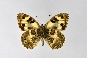  ( - DNAwthChazara040)  @11 [ ] copyright (2025) Wolfgang tenHagen Unspecified