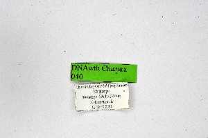  ( - DNAwthChazara040)  @11 [ ] copyright (2025) Wolfgang tenHagen Unspecified