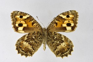  ( - DNAwthChazara043)  @11 [ ] copyright (2025) Wolfgang tenHagen Unspecified