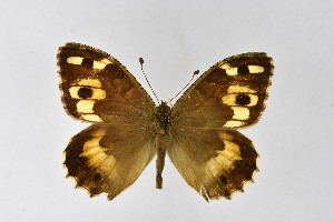  ( - DNAwthChazara044)  @11 [ ] copyright (2025) Wolfgang tenHagen Unspecified