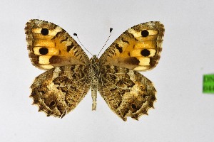  ( - DNAwthChazara044)  @11 [ ] copyright (2025) Wolfgang tenHagen Unspecified