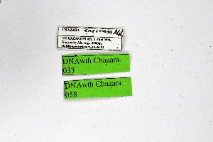 ( - DNAwthChazara058)  @11 [ ] copyright (2025) Wolfgang tenHagen Unspecified
