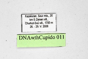  ( - DNAwthCupido011)  @11 [ ] Copyright (2022) Wolfgang ten Hagen Unspecified