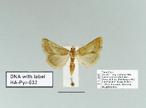  ( - HA-Pyr-032)  @11 [ ] Copyright (2023) Hayk Mirzayans Insect Museum HMIM