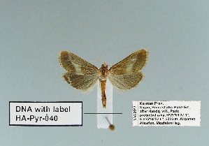  (Dilacinia badialis - HA-Pyr-040)  @11 [ ] Copyright (2023) Hayk Mirzayans Insect Museum HMIM