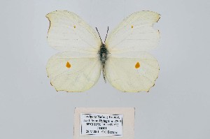  (Gonepteryx amintha - GCHI-CHTNY2)  @11 [ ] Copyright (2024) Giancristoforo Bozano Unspecified