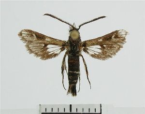  (Thyranthrene capensis - JDF0094)  @14 [ ] Copyright (2007) Vazrick Nazari University of Guelph