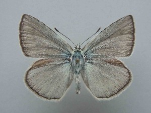  (Polyommatus hopfferi - JFC24052)  @11 [ ] Copyright (2024) Jean-Francois Charmeux Unspecified