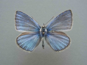  (Polyommatus larseni - JFC24078)  @11 [ ] Copyright (2024) Jean-Francois Charmeux Unspecified