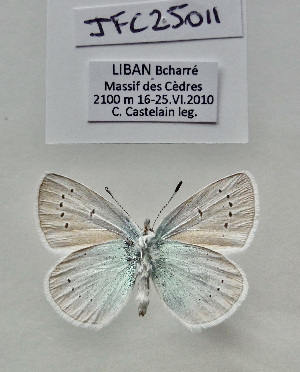 (Neolysandra ellisoni - JFC25011)  @11 [ ] Copyright (2025) Jean-François Charmeux Unspecified