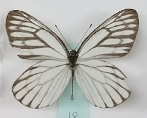  (Aporia largeteaui - Kanoh18)  @11 [ ] Copyright (2025) Kazumi Kanoh Research Institute of Evolutionary Biology, Tokyo, Japan