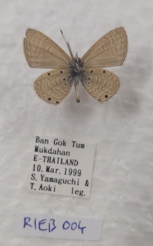  ( - VN-RIEB04)  @11 [ ] Copyrght (2025) Research Institute of Evolutionary Biology, Tokyo, Japan Unspecified