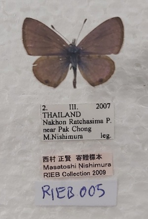  ( - VN-RIEB05)  @11 [ ] Copyrght (2025) Research Institute of Evolutionary Biology, Tokyo, Japan Unspecified