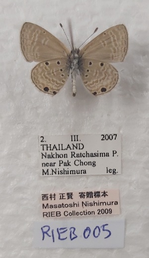  ( - VN-RIEB05)  @11 [ ] Copyrght (2025) Research Institute of Evolutionary Biology, Tokyo, Japan Unspecified