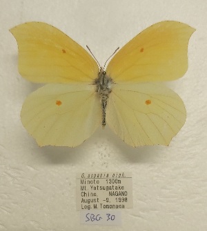  (Gonepteryx niphonica - SBG30)  @11 [ ] Copyright (2024) Haus der Natur, Salzburg Unspecified