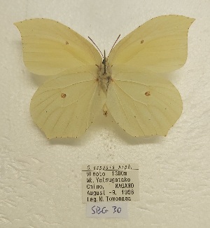  ( - SBG30)  @11 [ ] Copyright (2024) Haus der Natur, Salzburg Unspecified
