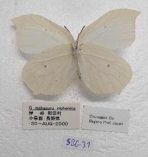  ( - SBG31)  @11 [ ] Copyright (2024) Haus der Natur, Salzburg Unspecified