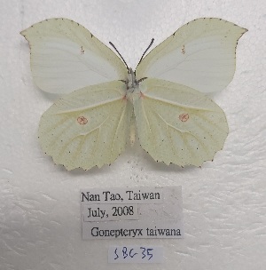  ( - SBG35)  @11 [ ] Copyright (2024) Haus der Natur, Salzburg Unspecified