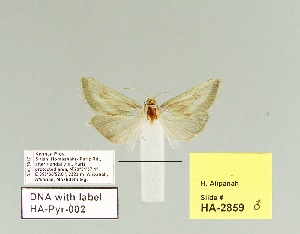  (Tegostoma anaemicalis - HA-Pyr-002)  @11 [ ] Copyright (2023) Hayk Mirzayans Insect Museum HMIM
