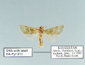  (Tegostoma confluentalis - HA-Pyr-011)  @11 [ ] Copyright (2023) Hayk Mirzayans Insect Museum HMIM