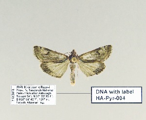  (Tegostoma disparalis - HA-Pyr-004)  @11 [ ] Copyright (2023) Hayk Mirzayans Insect Museum HMIM