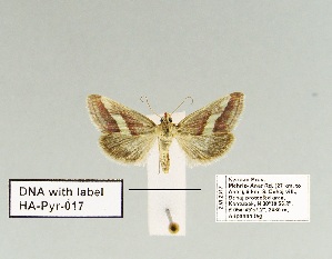  (Tegostoma lepidalis - HA-Pyr-017)  @11 [ ] Copyright (2023) Hayk Mirzayans Insect Museum HMIM