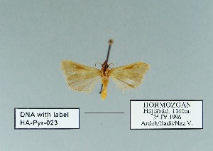  (Kerbela - HA-Pyr-023)  @11 [ ] Copyright (2023) Hayk Mirzayans Insect Museum HMIM