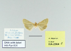  (Tegostoma uniforma - HA-Pyr-006)  @11 [ ] Copyright (2023) Hayk Mirzayans Insect Museum HMIM