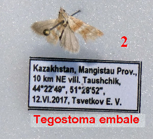  (Tegostoma embale - Tsvetkov02)  @11 [ ] Copyright (2023) Eugene Tsvetkov Unspecified