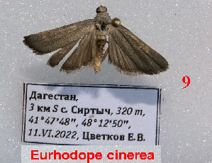  (Eurhodope cinerea - Tsvetkov09)  @11 [ ] Copyright (2023) Eugene Tsvetkov Unspecified