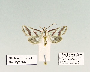  (Turania pentodontalis - HA-Pyr-042)  @11 [ ] Copyright (2023) Hayk Mirzayans Insect Museum HMIM