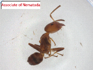  (Rhabditidae - CBG-A29179-G04.NTS2)  @11 [ ] CreativeCommons - Attribution Share Alike (2024) CBG Photography Group Centre for Biodiversity Genomics