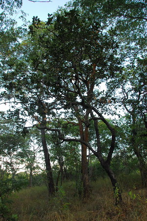  ( - OM3526)  @11 [ ] CreativeCommons - Attribution Non-Commercial Share-Alike (2011) Olivier Maurin University of Johannesburg