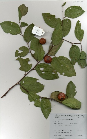  ( - OM3554)  @11 [ ] Unspecified (default): All Rights Reserved  Unspecified Unspecified
