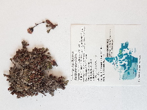 ( - BOT-CHARS-0525)  @11 [ ] CreativeCommons - Attribution (2019) Unspecified Centre for Biodiversity Genomics