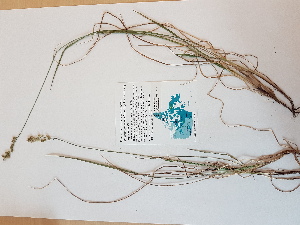  (Anthoxanthum monticola ssp. monticola - BOT-CHARS-0555)  @11 [ ] CreativeCommons - Attribution (2019) Unspecified Centre for Biodiversity Genomics