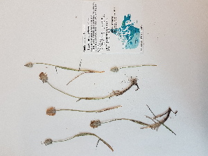  ( - BOT-CHARS-0557)  @11 [ ] CreativeCommons - Attribution (2019) Unspecified Centre for Biodiversity Genomics