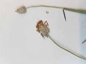  ( - BOT-CHARS-0557)  @11 [ ] CreativeCommons - Attribution (2019) Unspecified Centre for Biodiversity Genomics