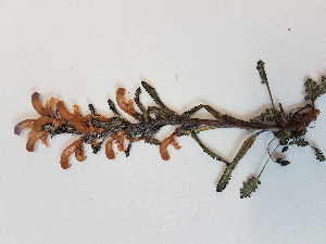  (Pedicularis langsdorffii ssp. arctica - BOT-CHARS-0559)  @11 [ ] CreativeCommons - Attribution (2019) Unspecified Centre for Biodiversity Genomics