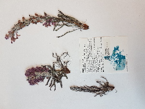  ( - BOT-CHARS-0560)  @11 [ ] CreativeCommons - Attribution (2019) Unspecified Centre for Biodiversity Genomics