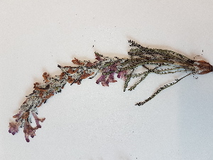 ( - BOT-CHARS-0560)  @11 [ ] CreativeCommons - Attribution (2019) Unspecified Centre for Biodiversity Genomics