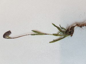  (Silene uralensis ssp. uralensis - BOT-CHARS-0571)  @11 [ ] CreativeCommons - Attribution (2019) Unspecified Centre for Biodiversity Genomics