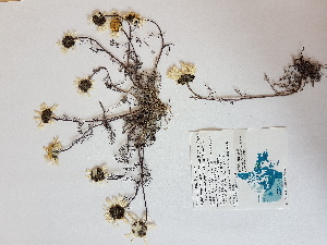  (Tripleurospermum maritimum ssp. phaeocephalum - BOT-CHARS-0582)  @11 [ ] CreativeCommons - Attribution (2019) Unspecified Centre for Biodiversity Genomics