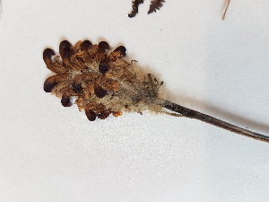  (Pedicularis sudetica ssp. albolabiata - BOT-CHARS-0592)  @11 [ ] CreativeCommons - Attribution (2019) Unspecified Centre for Biodiversity Genomics