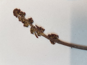  ( - BOT-CHARS-0608)  @11 [ ] CreativeCommons - Attribution (2019) Unspecified Centre for Biodiversity Genomics