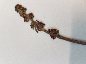  ( - BOT-CHARS-0608)  @11 [ ] CreativeCommons - Attribution (2019) Unspecified Centre for Biodiversity Genomics