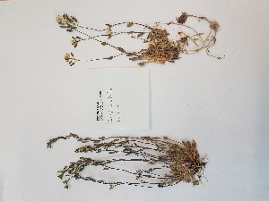  ( - BOT-CHARS-0616)  @11 [ ] CreativeCommons - Attribution (2019) Unspecified Centre for Biodiversity Genomics