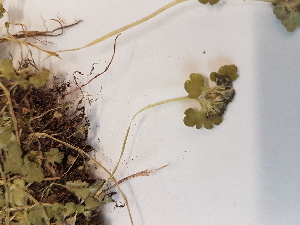  ( - BOT-CHARS-0642)  @11 [ ] CreativeCommons - Attribution (2019) Unspecified Centre for Biodiversity Genomics
